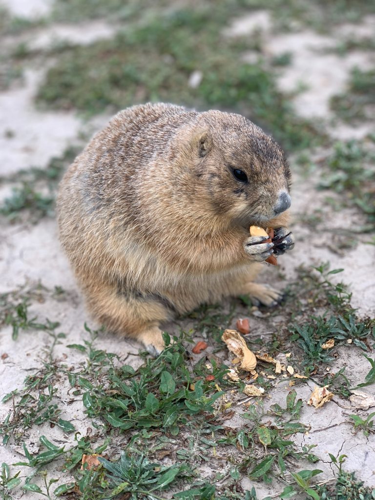 Groundhog Day
