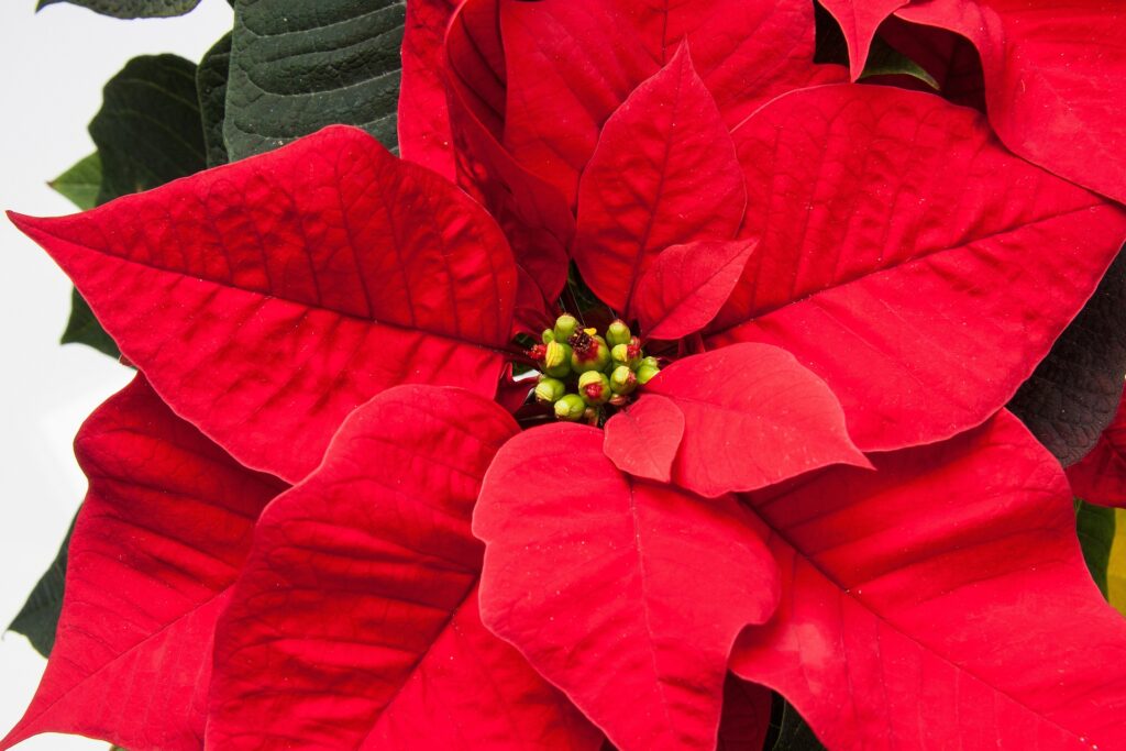 National Poinsettia Day