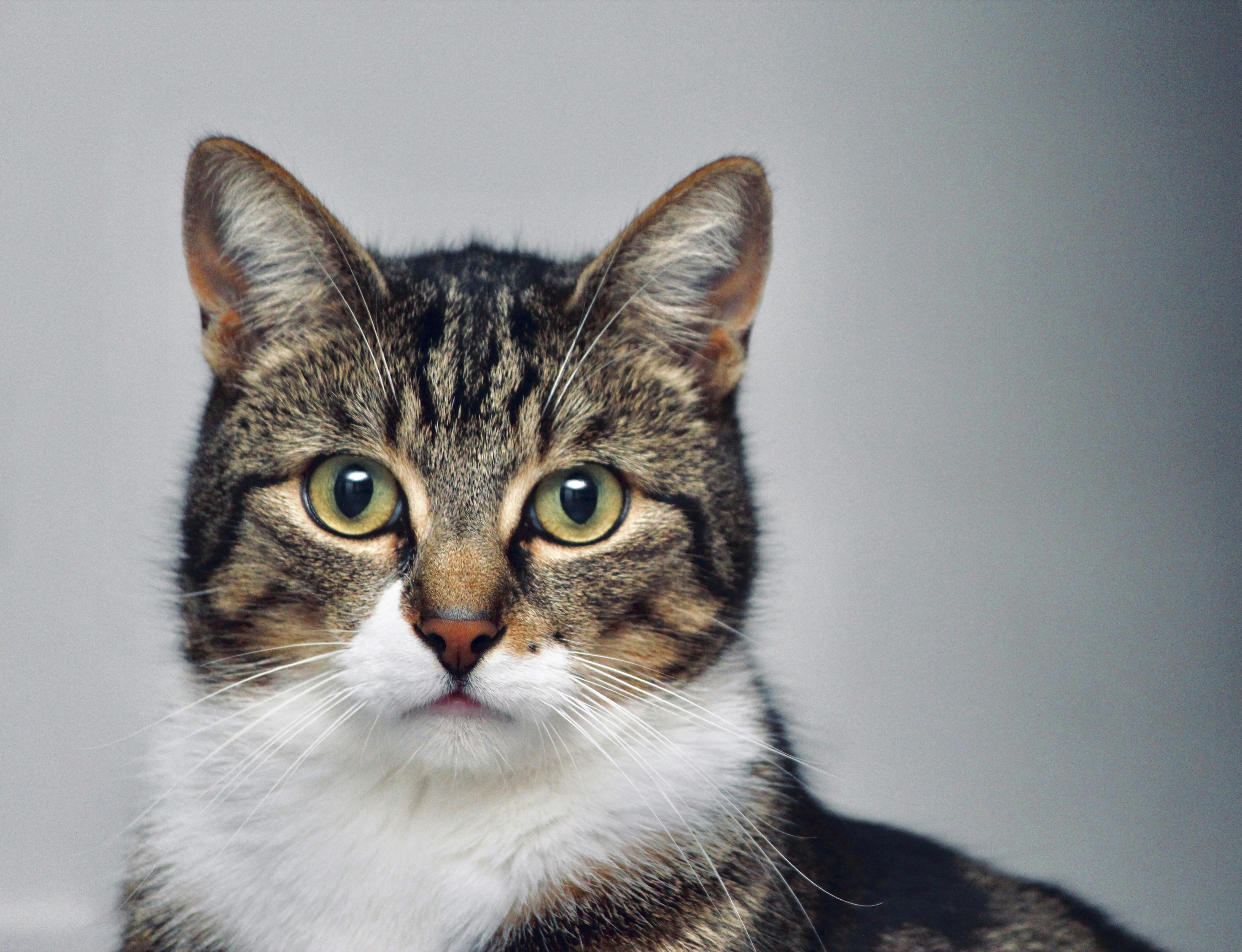Cat Got Your Tongue?